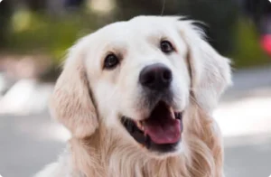 image_50_370x370_1_1x