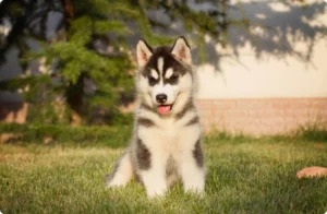 image_50_370x370_2_1x