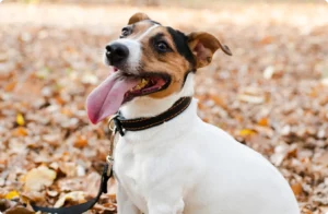 image_50_370x370_3_1x