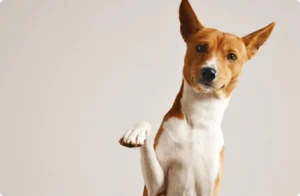 image_50_370x370_4_1x