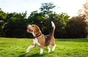 image_50_370x370_5_1x